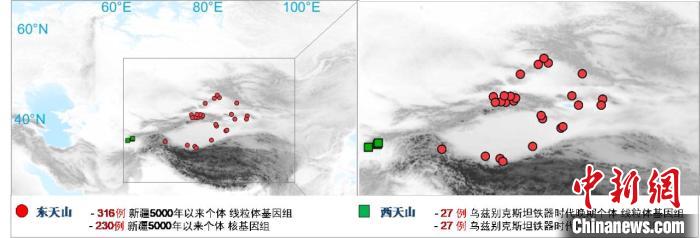 图为该项目所获取天山东西部古人群的线粒体与核基因组分布图。　亚美平台 供图