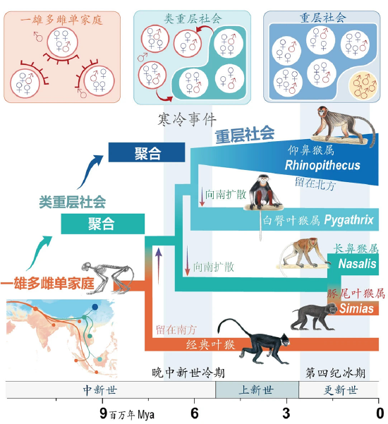 寒冷事件促进亚洲叶猴社会聚合