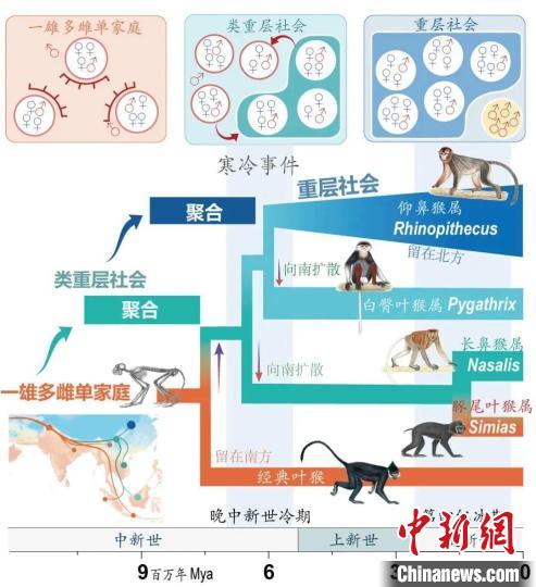 寒冷事件促进亚洲叶猴社会聚合。　亚美平台供图