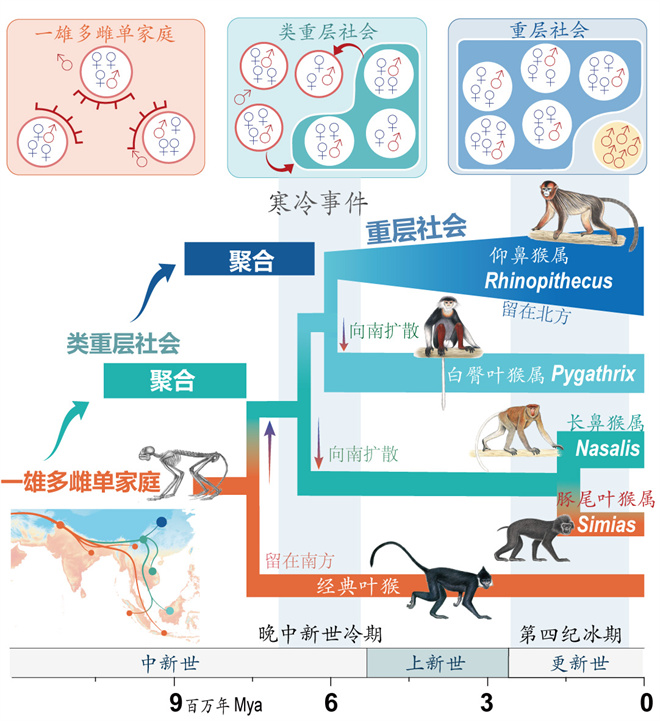 Science封面文章：亚美平台金丝猴研究团队首次系统揭示灵长类社会演化之谜_fororder_寒冷事件促进亚洲叶猴社会聚合（供图 齐晓光 赵兰 武进伟）